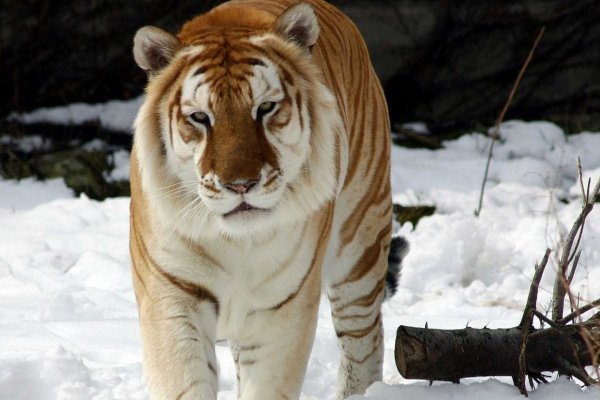 Кракен продает наркотики